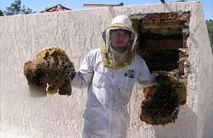 Benson Bee Removal employee holding removed comb